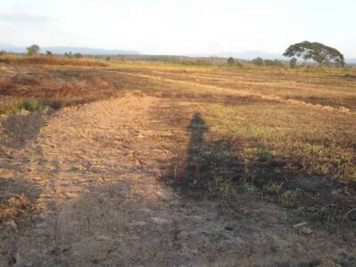 ขายที่ดินนา อำเภอร้องกวาง จังหวัดแพร่