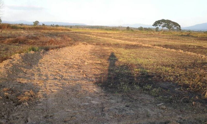 ขายที่ดินนา อำเภอร้องกวาง จังหวัดแพร่