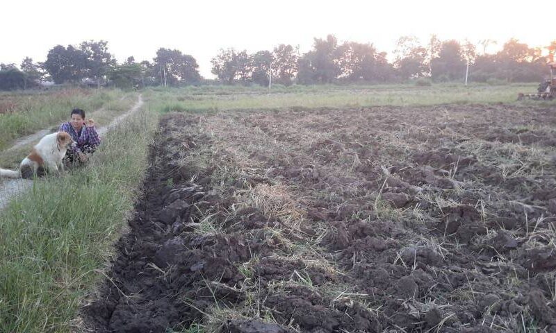 ขายที่ดินนา อำเภอร้องกวาง จังหวัดแพร่