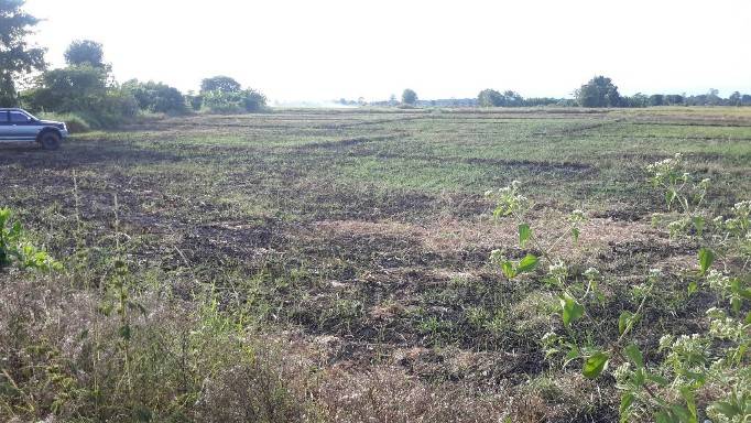 ขายที่ดินนา อำเภอร้องกวาง จังหวัดแพร่