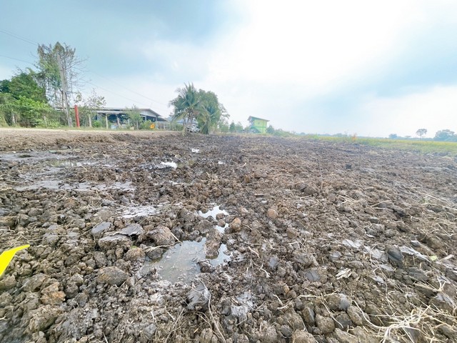 ที่ดิน100 ตรว. คลอง7 หนองเสือ ปทุมธานี น้ำไฟถึงแล้ว มีทั้งสดและผ่อน