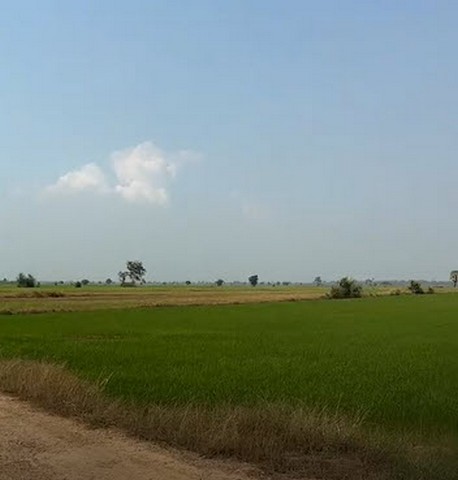 พื้นที่ดิน ที่ดิน อ.นครหลวง จ.พระนครศรีอยุธยา บรรยากาศร่มรื่น