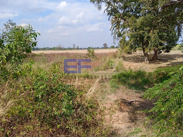 ขายที่ดิน 1ไร่36ตร.ว. บ้านหนองเพชร อำเภอเมือง บุรีรัมย์