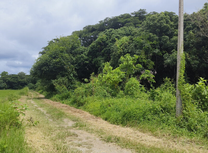 ขาย ที่ดิน ใกล้ตัวเมืองเชียงราย - 3 ไร่ ที่ดินแปลงเกษตรขายถูกทำเลดี