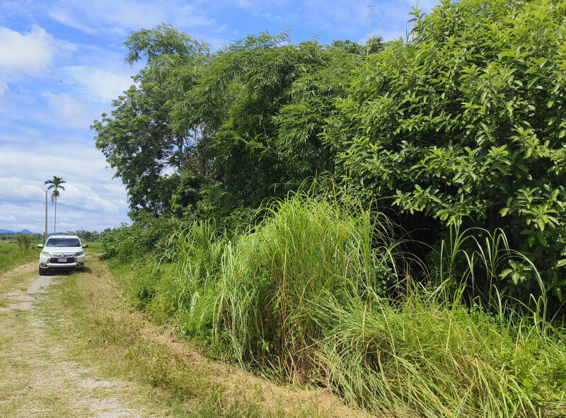 ขาย ที่ดิน ใกล้ตัวเมืองเชียงราย - 3 ไร่ ที่ดินแปลงเกษตรขายถูกทำเลดี