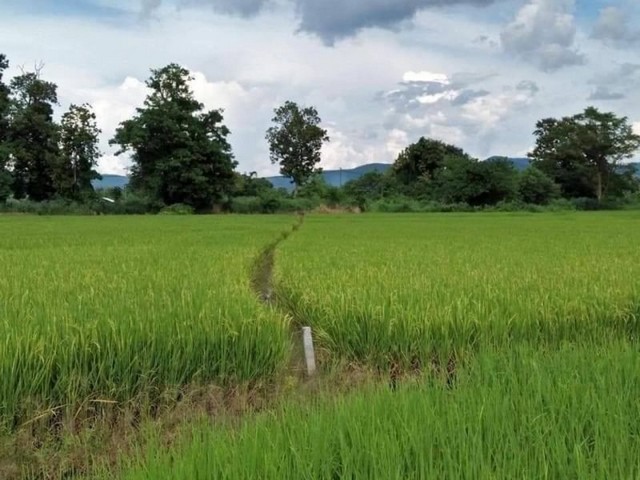 ที่ดินเปล่า เป็นที่นา วิวภูเขาแนวธรรมชาติ ขี้เหล็ก แม่ริม