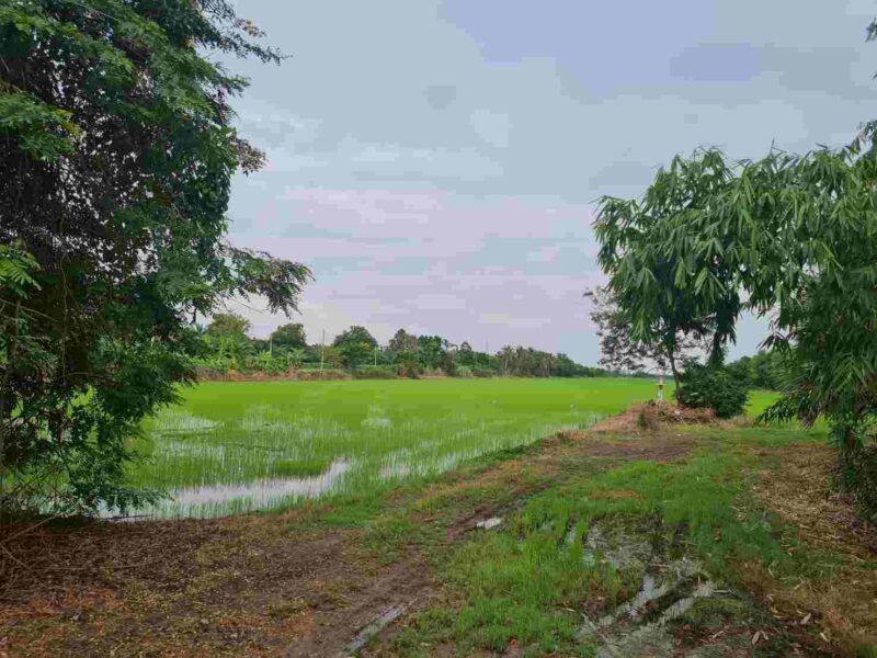 ขายที่ดินติดถนนคลอง12 ทำเลสวย ที่ดินสีชมพู จังหวัดปทุมธานี (เจ้าของขายเอง)