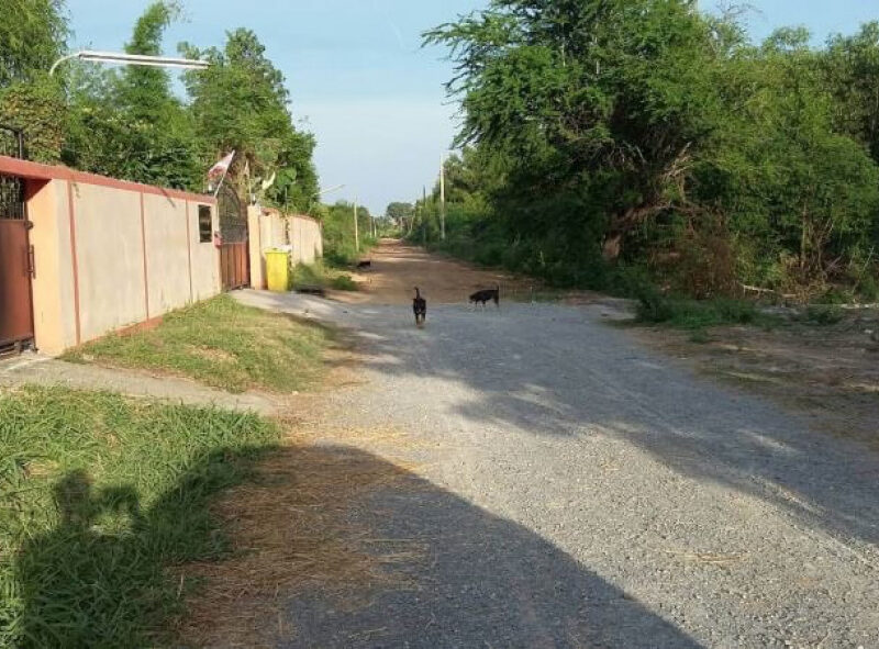 ขาย ที่ดิน ตรงข้าม โรงเรียนสารสาสน์วิเทศ บางบัวทอง นนทบุรี