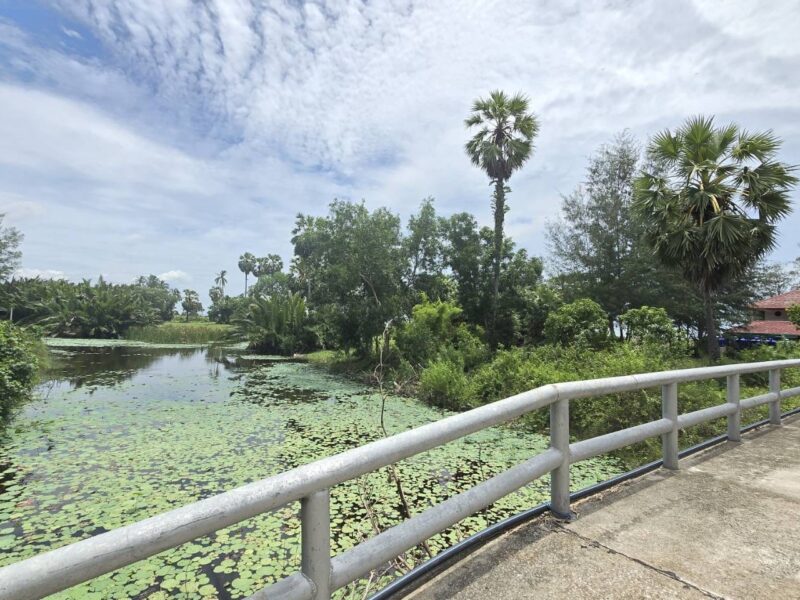 ที่ดินติดทะเลหาดนิยม สุราษฎร์ธานี ทำเลพิเศษ (หน้าติดทะเล หลังติดบึง)