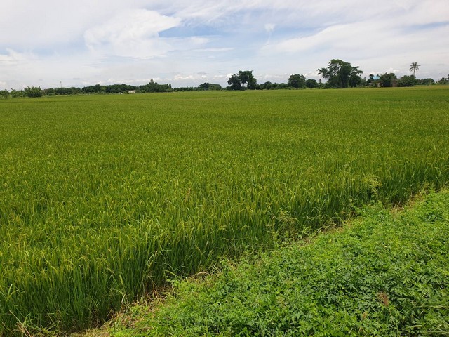 ขายที่ดินขนาด 2 แปลง ตำบล อำเภอ ดอนเจดีย์ จังหวัด สุพรรณบุรี