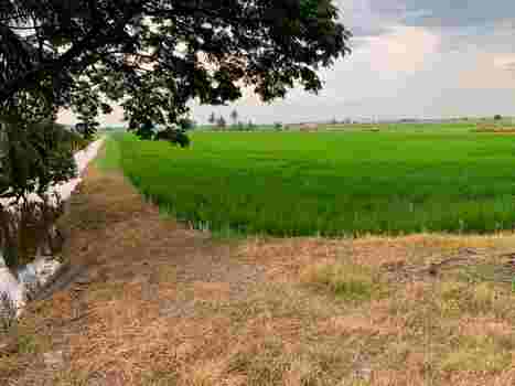 ขายที่ดิน ทำเลดี คลอง 8 ฝั่งตะวันออก อำเภอลำลูกกา จังหวัดปทุมธานี (เจ้าของขายเอง)