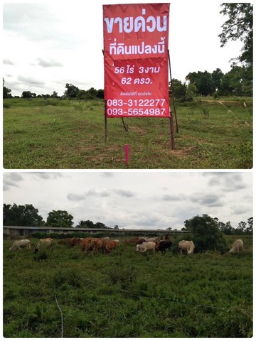 ขายที่ดินทำเลดี 5 แปลงติดกัน บ้านลำโพง ตำบลพุดชา อ.เมือง จ.นครราชสีมา เนื้อที่ 56ไร่ 3งาน 62 ต.ร.ว.