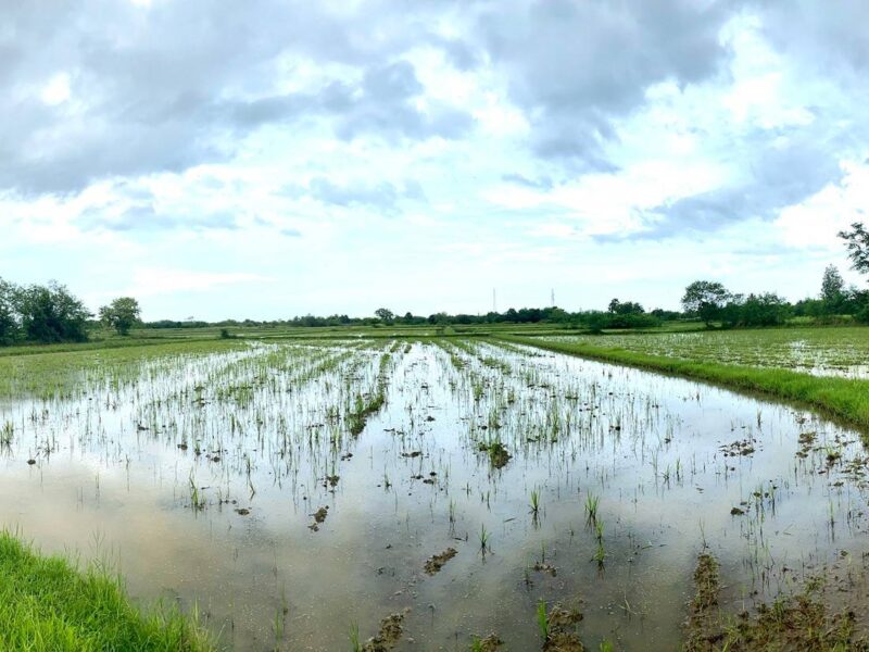 ขายที่ดินเพชรบุรี ตำบล ชะอำ อำเภอ ชะอำ วิว วนอุทยานเขานางพันธุรัต 14 ไร่