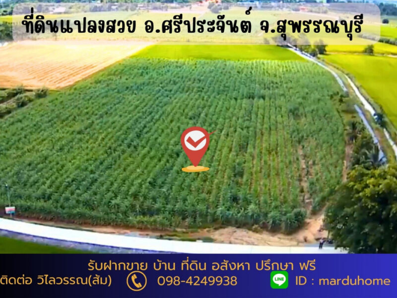 ขาย ที่ดิน ต.ดอนปรู อ.ศรีประจันต์ จ.สุพรรณบุรี NO 9 ไร่ 3 งาน 5 ตรว ทำเกษตรในยามเกษียณ