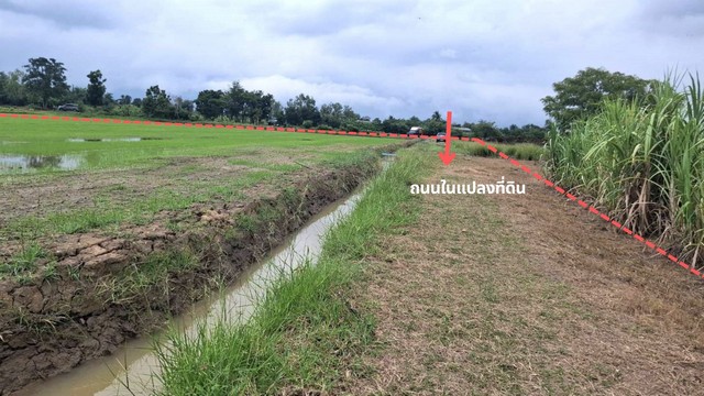 ขายถูกที่ดิน 9-0-36 ไร่ เหมาะทำเกษตรพอเพียง ใกล้ตลาด 100 ปีสามชุก อ.โพธิ์ทอง จ.อ่างทอง