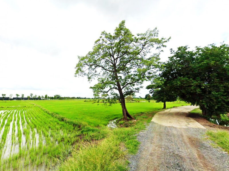 ขาย ที่ดิน เมืองลพบุรี ชุมชนบ้านนิคมหมู่ 8 สามัคคี 17 ไร่ วิวภูเขา บรรยากาศดี เหมาะทำจัดสรร