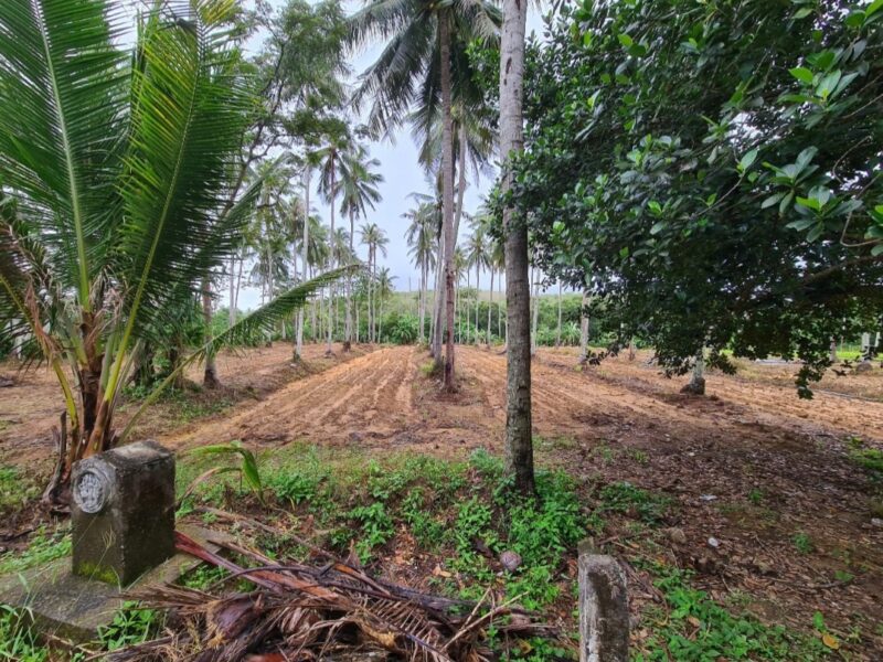 ขายที่ดินภูเก็ตใกล้หาด
