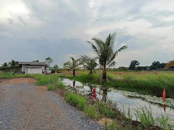 ที่ดินสวนเกษตร ชายทุ่ง ไม่ไกลกรุงแค่คลอง11 หนองเสือ ผ่อนได้สบายใจ- T.062-1574449