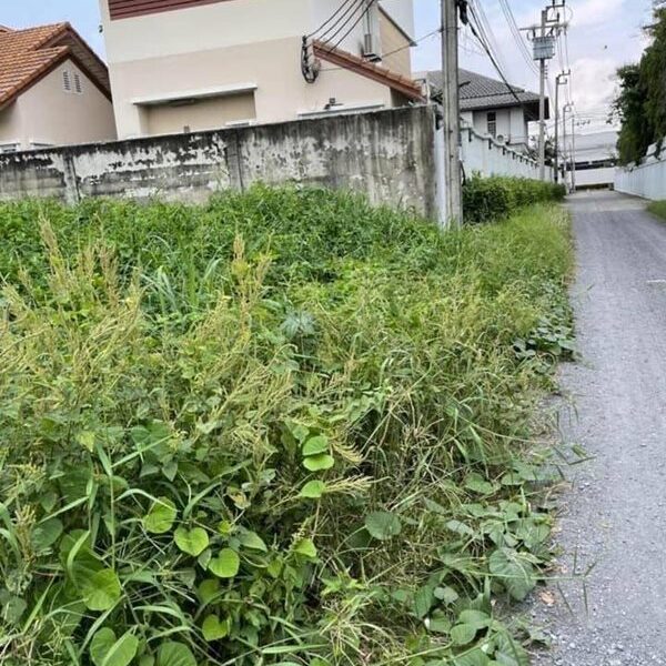 ขายที่ดินแปลงสวย ซอยแจ้งวัฒนะ 43 ปากเกร็ด นนทบุรี ทรงสี่เหลี่ยมผืนผ้า ขนาด 346 ตารางวา โทร 081-888-1986