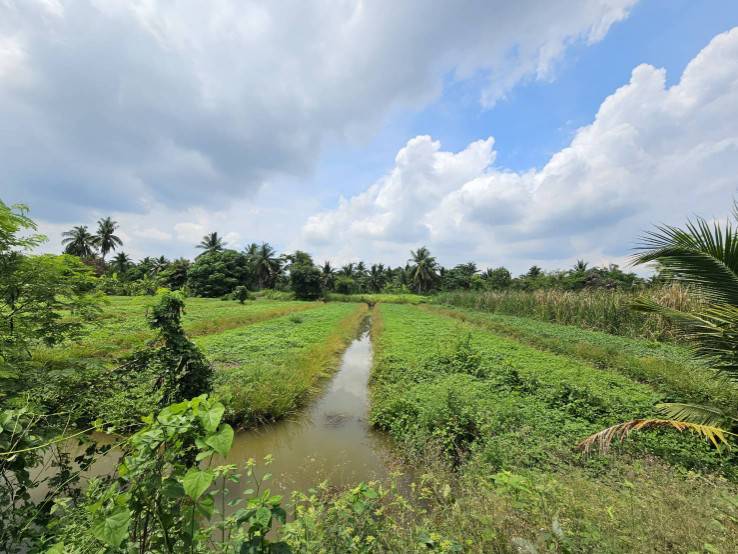 ขายที่ดินเปล่า แปลงสวย ซอยโรงช้อน หนองเสือ ปทุมธานี