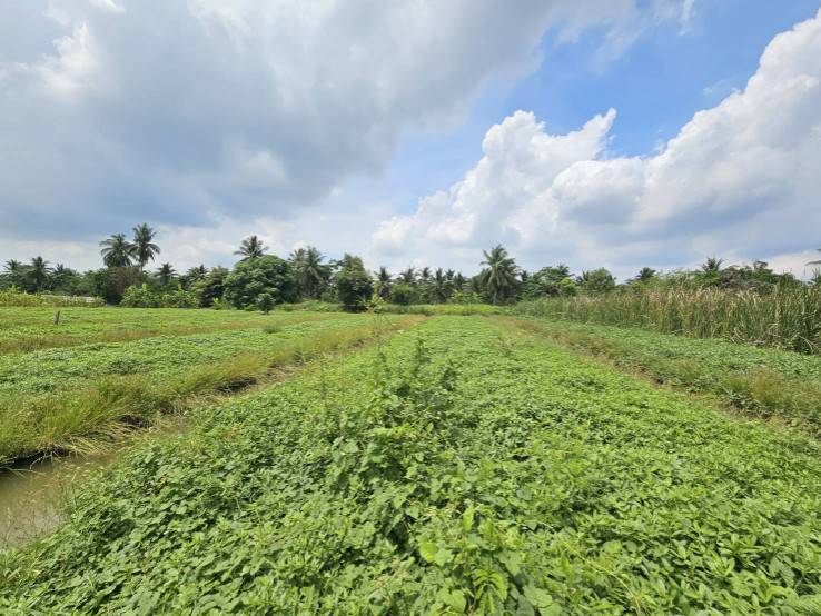 ขายที่ดินเปล่า แปลงสวย ซอยโรงช้อน หนองเสือ ปทุมธานี