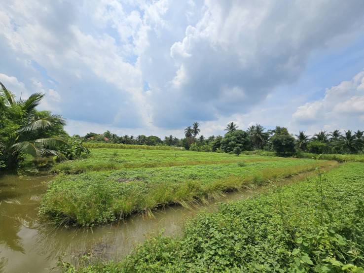 ขายที่ดินเปล่า แปลงสวย ซอยโรงช้อน หนองเสือ ปทุมธานี
