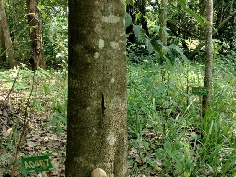 ขายที่ดิน 103 ไร่ บ่อพลอย ตราด เหมาะทำเกษตร-รีสอร์ต ราคาถูกมาก! โฉนดพร้อมโอน 099-545-9556