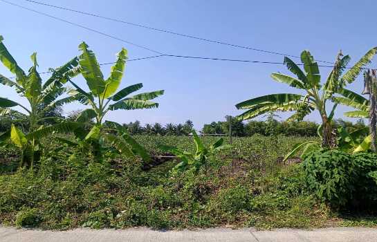 ขายที่ดินเนื้อที่ 10 ไร่ บ้านหัวอ่าว อ.สามพราน จ.นครปฐม เหมาะสร้างบ้านและทำสวนการเกษตร