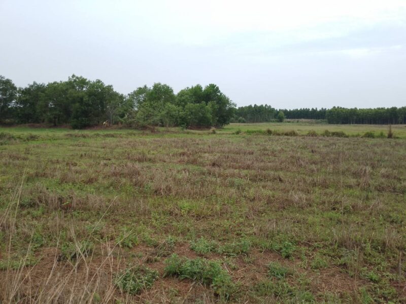 ที่ดินโฉนดครุฑแดงจำนวน22ไร่ราคาไร่ล่ะ120000บาท อำเภอเมืองสระแก้ว