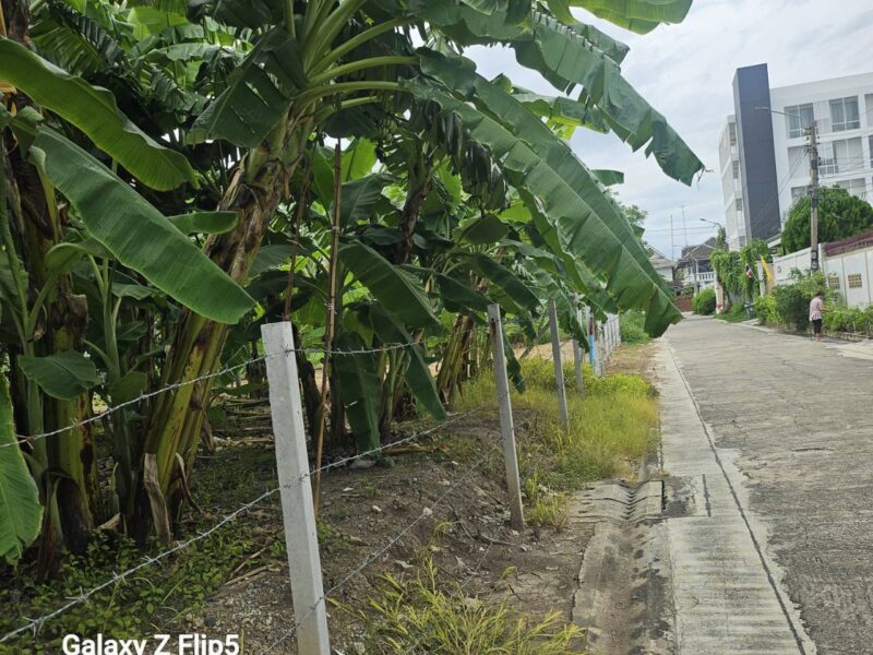 ขายที่ดินทำเลชินเขต 1 เหมาะสร้างบ้านเดี่ยว ออฟฟิศ ทาวน์โฮม หอพัก หรือเก็งกำไรในอนาคต พื้นที่ 200 ตรว ซอยงามวงศ์วาน 43 แยก 2-7