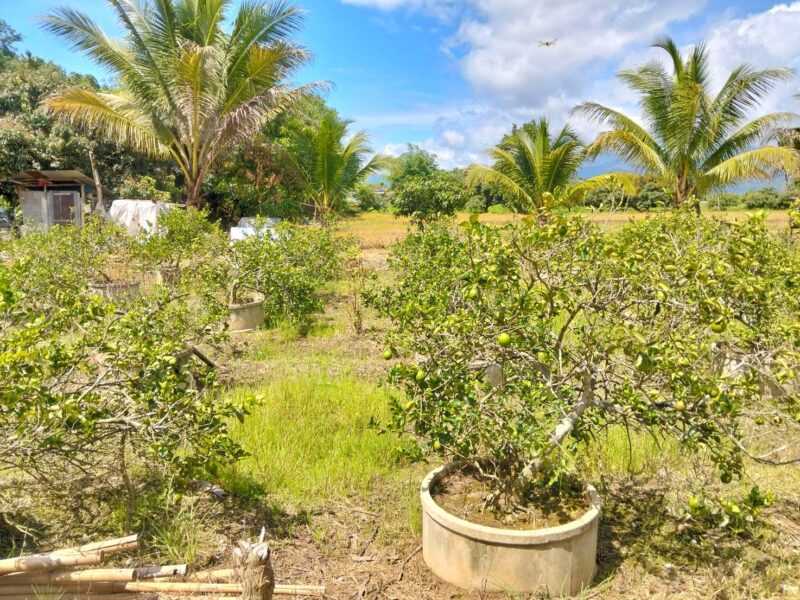 ขายที่ดินวิวดอยหลวงเชียงดาว – ทำเลทอง อ.เชียงดาว จ.เชียงใหม่