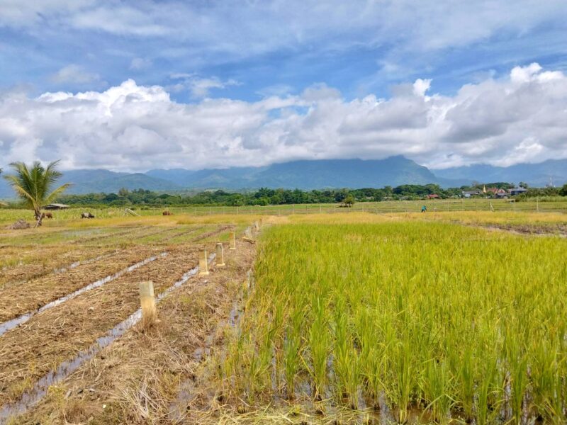 ขายที่ดินวิวดอยหลวงเชียงดาว – ทำเลทอง อ.เชียงดาว จ.เชียงใหม่