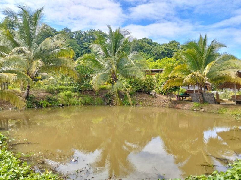 ขายที่ดินวิวดอยหลวงเชียงดาว – ทำเลทอง อ.เชียงดาว จ.เชียงใหม่