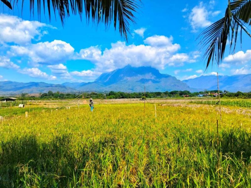 ขายที่ดินวิวดอยหลวงเชียงดาว – ทำเลทอง อ.เชียงดาว จ.เชียงใหม่
