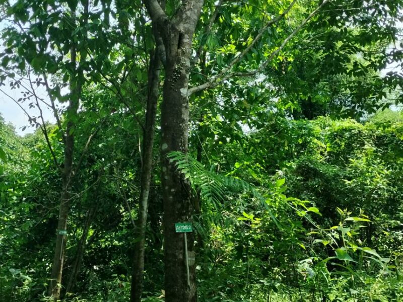 ที่ดินบ่อไร่ ตราด 103 ไร่