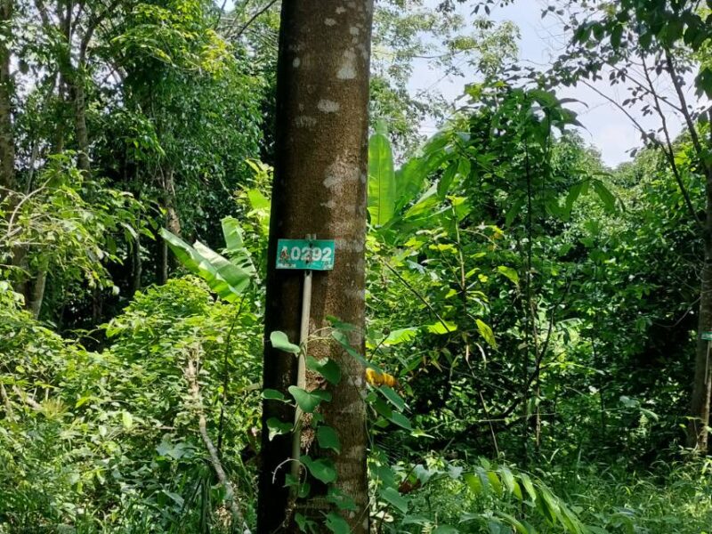 ที่ดินบ่อไร่ ตราด 103 ไร่