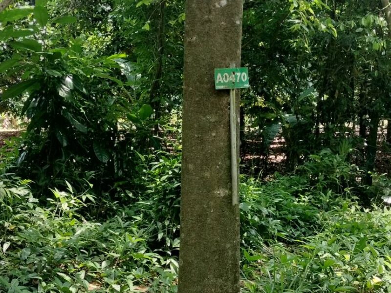 ที่ดินบ่อไร่ ตราด 103 ไร่