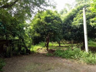 ขายที่ดิน313 ตรว 1.2 ล้าน หางดง