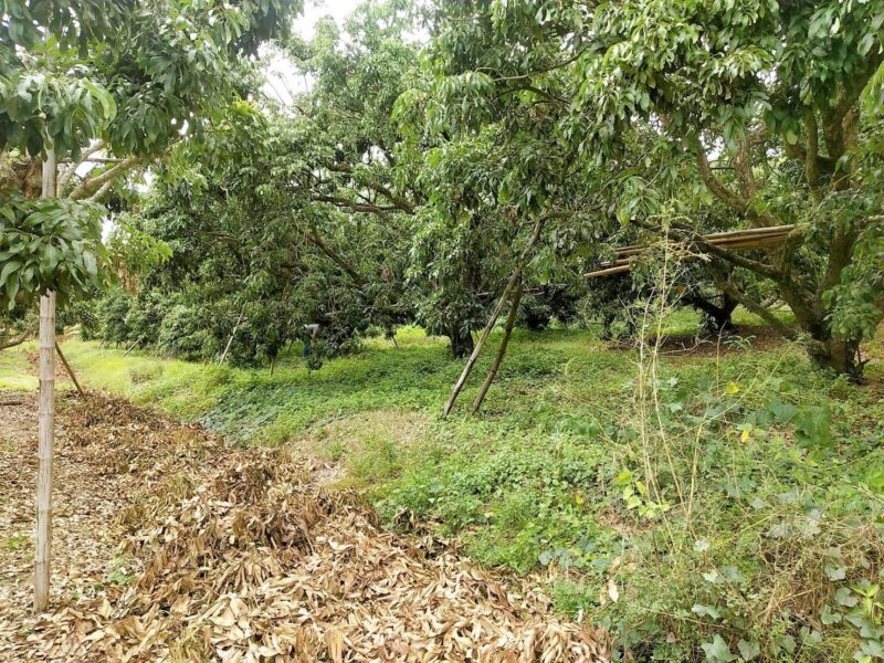 ที่ดินหางดงใกล้มหาวิทยาลัยนอร์ 2-2-64 ตรว 4.5ล้าน