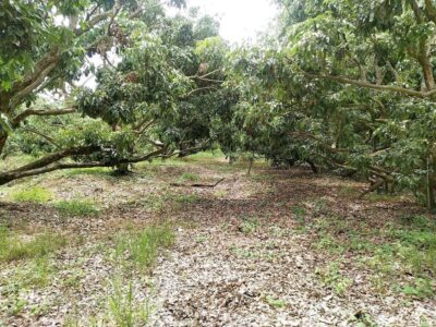 ที่ดินหางดงใกล้มหาวิทยาลัยนอร์ 2-2-64 ตรว 4.5ล้าน