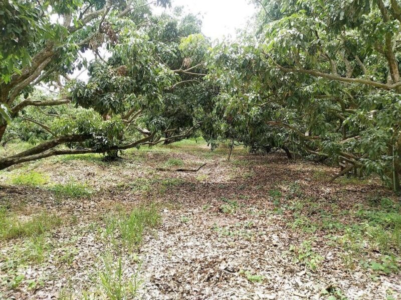 ที่ดินหางดงใกล้มหาวิทยาลัยนอร์ 2-2-64 ตรว 4.5ล้าน