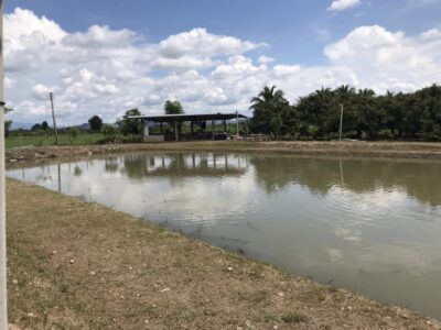 ขายที่ดิน 4-0-96 ตรว 3.3 ล้าน ป่าซาง(ลำพูน)