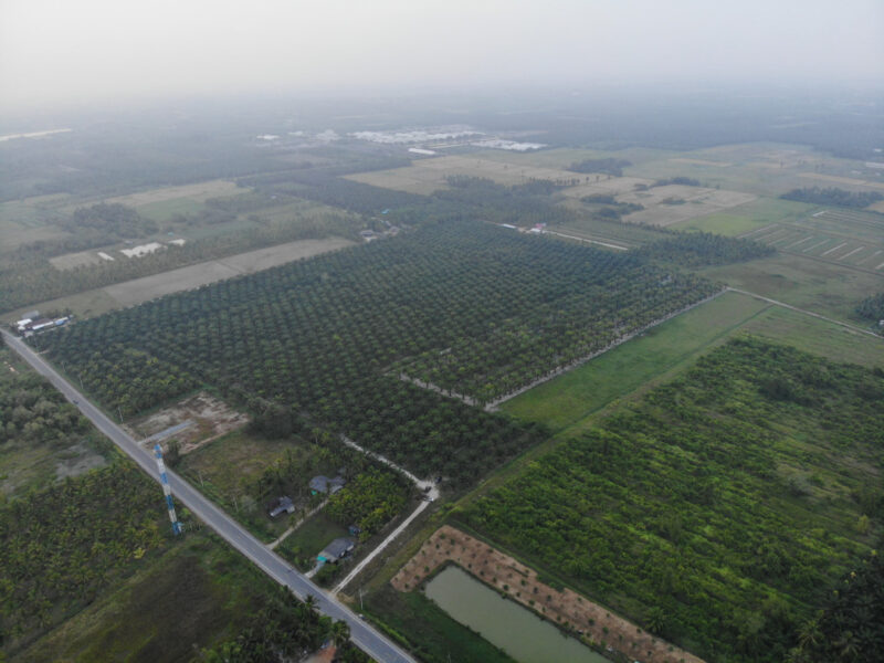 ขายที่ดิน สวนปาล์ม 50 ไร่ เมืองนครศรีฯ ใกล้เซ็นทรัล 13นาที ติดถนน2ด้าน เหมาะลงทุนรับรายได้จากเก็บผลผลิตปาล์มหลักแสนทันที หรือทำจัดสรรแนวราบ