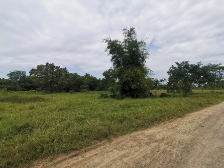 ขาย ที่ดิน ซอยแบนชะโด 3 คลองสามวา มีนบุรี 375 ตร.วา เหมาะทำโกดัง ฟาร์มผัก บ้านพักอาศัย