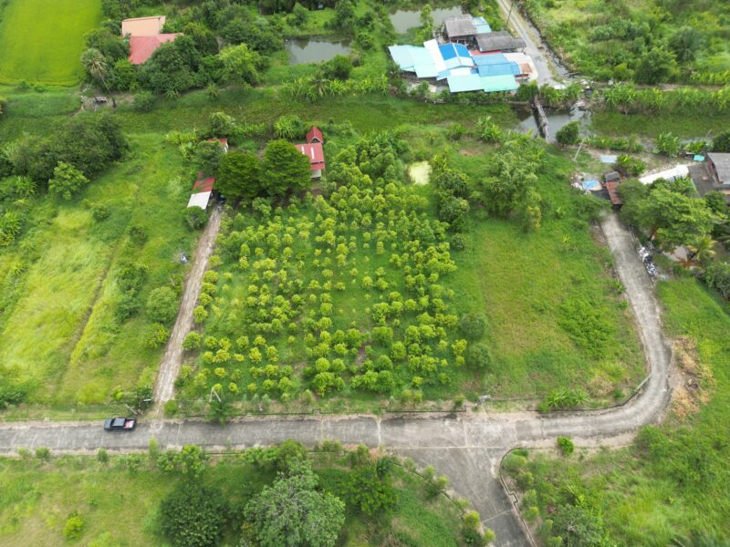 ที่ดินสุวินทวงศ์ 47 หนองจอก กรุงเทพ เนื้อที่ 2 ไร่ 84 ตรว