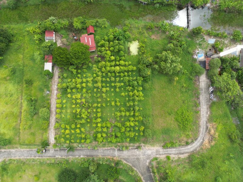 ที่ดินสุวินทวงศ์ 47 หนองจอก กรุงเทพ เนื้อที่ 2 ไร่ 84 ตรว