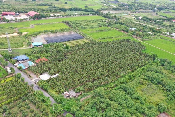พื้นที่สวนมะพร้าว วิไลลักษณ์ ขายที่ดินพร้อมสวนมะพร้าว บางใหญ่ นนทบุรี เนื้อที่ 7 ไร่ 2 งาน 11 ตรว. โทร 088-2559999 เจ้าของขายเอง
