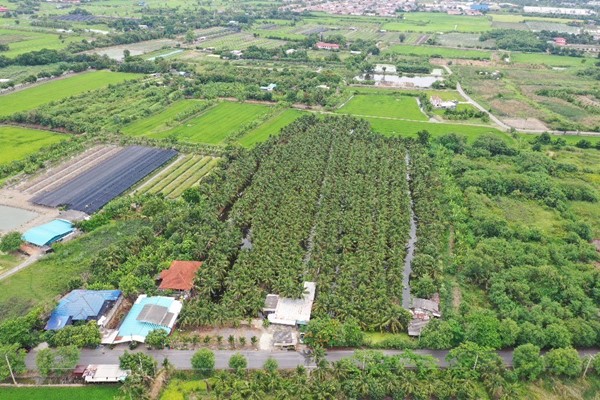พื้นที่สวนมะพร้าว วิไลลักษณ์ ขายที่ดินพร้อมสวนมะพร้าว บางใหญ่ นนทบุรี เนื้อที่ 7 ไร่ 2 งาน 11 ตรว. โทร 088-2559999 เจ้าของขายเอง