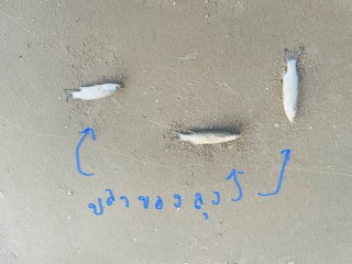 ขายด่วน ที่ติดทะเล ติดหาดยาว 47 +20 เมตร1 ไร่ 3.5 ล้าน