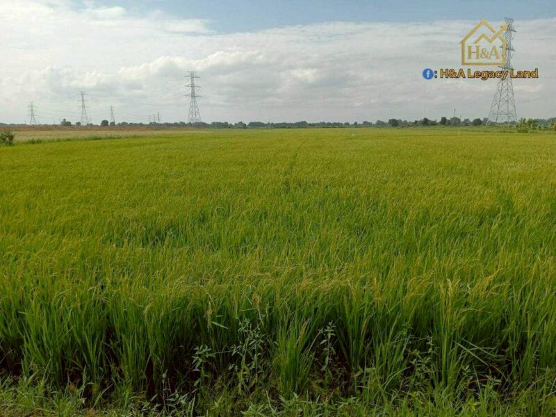 ขายที่ดินเปล่าแปลงสวย ติดถนนใหญ่ อย.3006 ลาดบัวหลวง–ไม้ตรา อ.ลาดบัวหลวง จ.พระนครศรีอยุธยา 30-3-74 ไร่